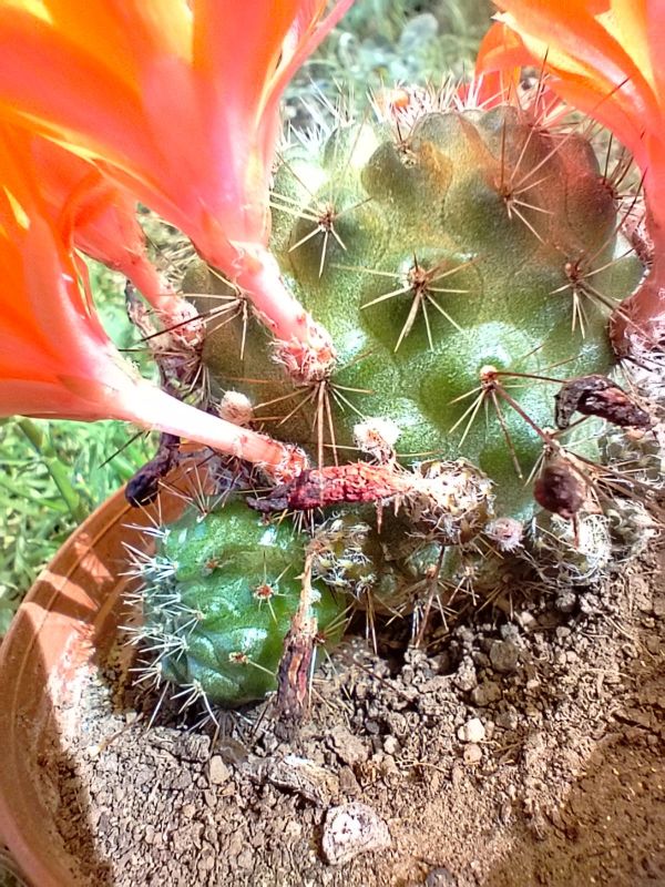 Photo of a cactus currently being identified