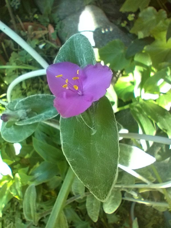 Photo of a cactus currently being identified