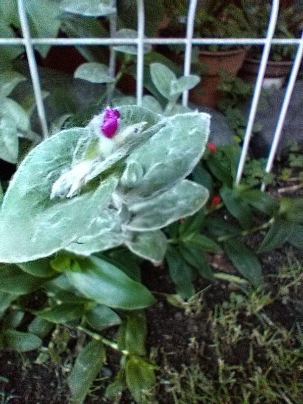 Photo of a cactus currently being identified