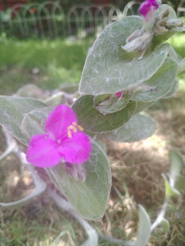 Una foto de Tradescantia sillamontana