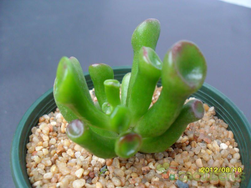A photo of Crassula ovata cv. gollum