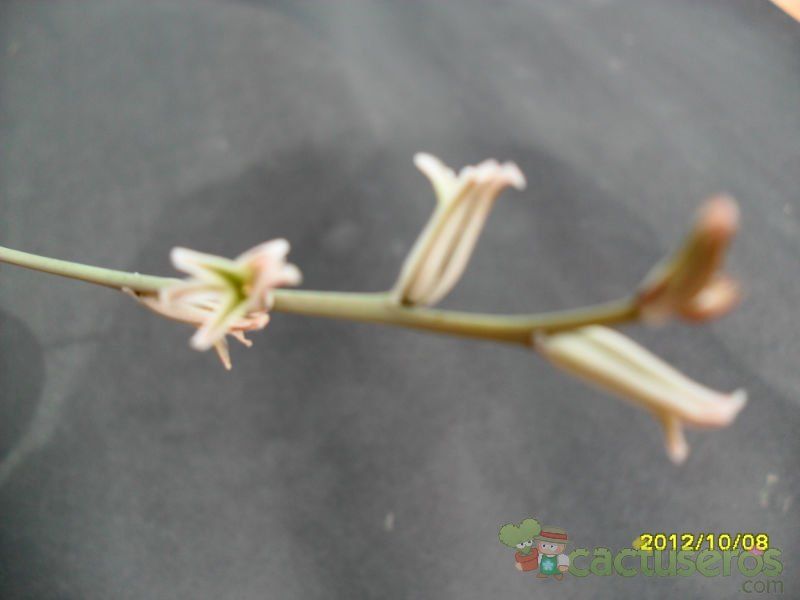 A photo of Haworthia mutica