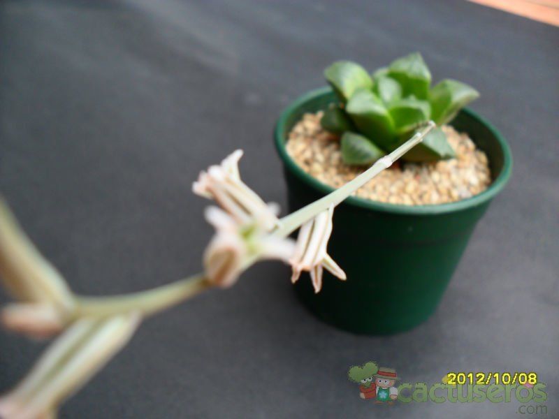 A photo of Haworthia mutica