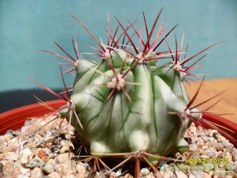 Una foto de Ferocactus pilosus