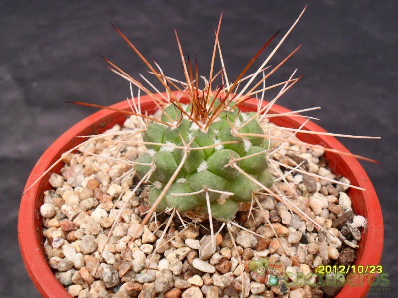 A photo of Mammillaria compressa ssp. compressa