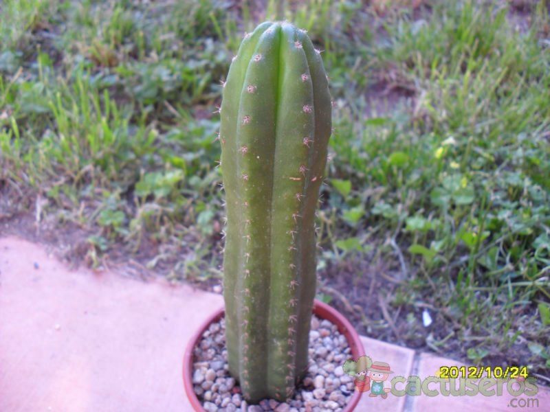 Una foto de Echinopsis pachanoi