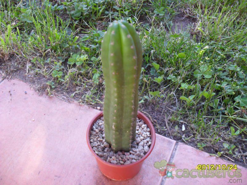 Una foto de Echinopsis pachanoi
