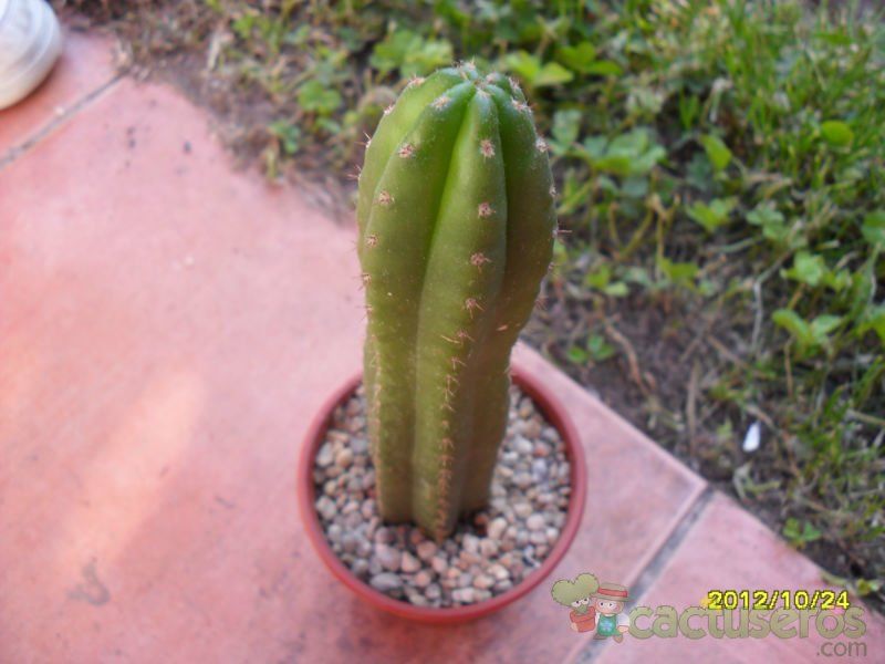 Una foto de Echinopsis pachanoi