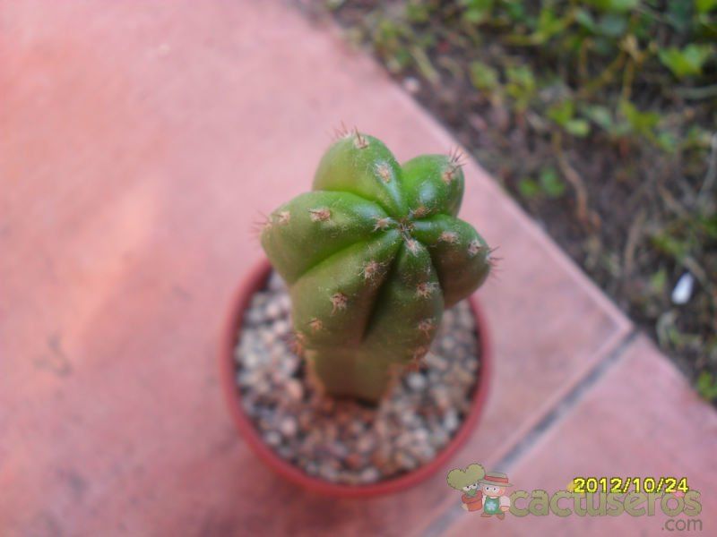 Una foto de Echinopsis pachanoi