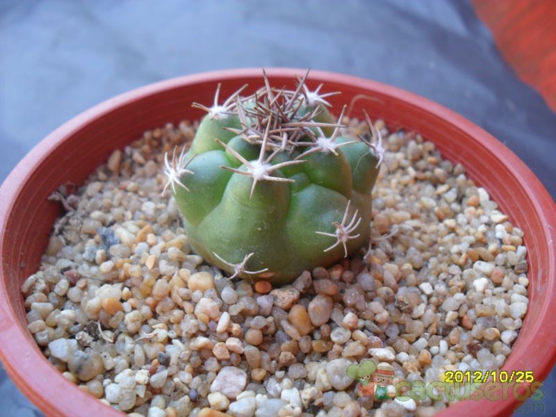 A photo of Matucana paucicostata