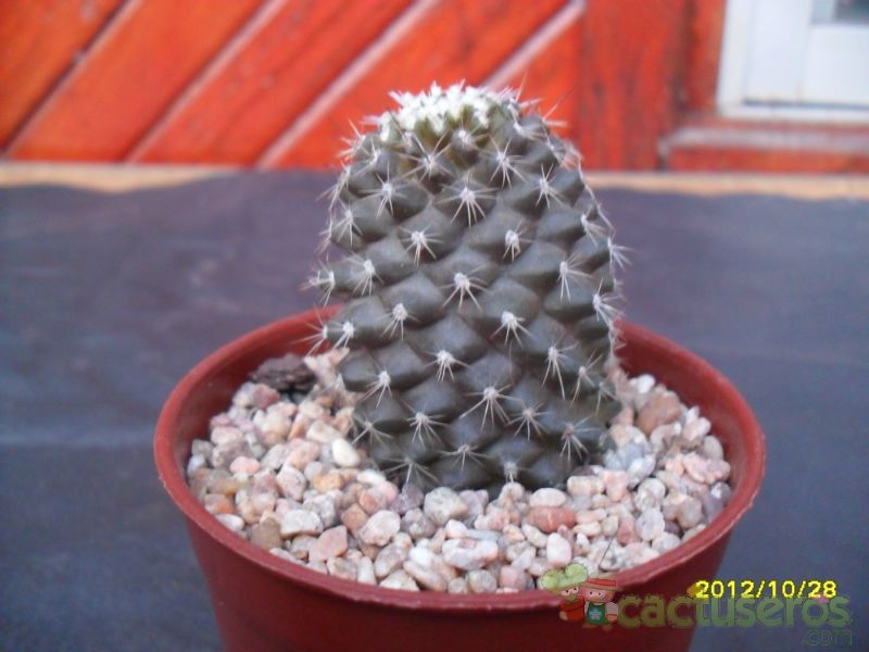 A photo of Copiapoa humilis