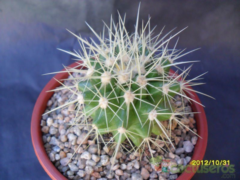Una foto de Echinocactus grusoni