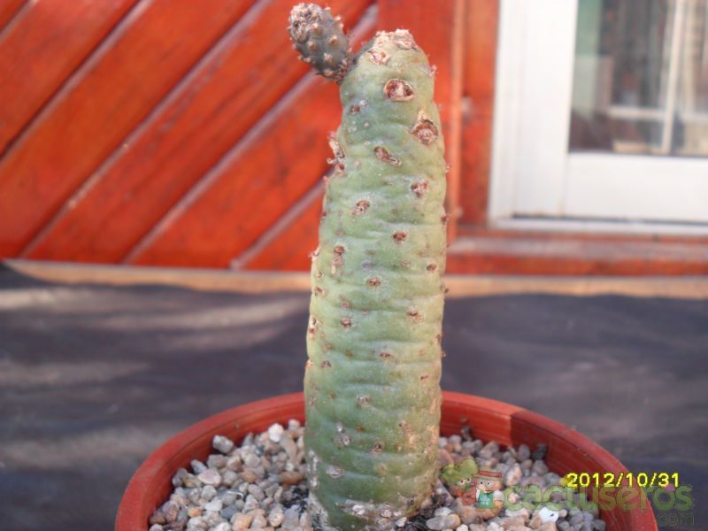 Una foto de Tephrocactus diadematus