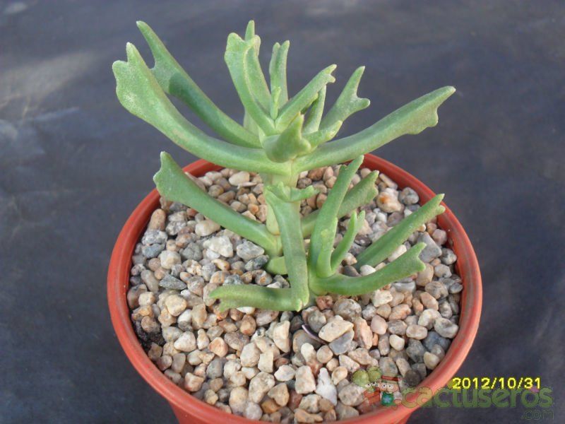 Una foto de Rhombophyllum dolabriforme
