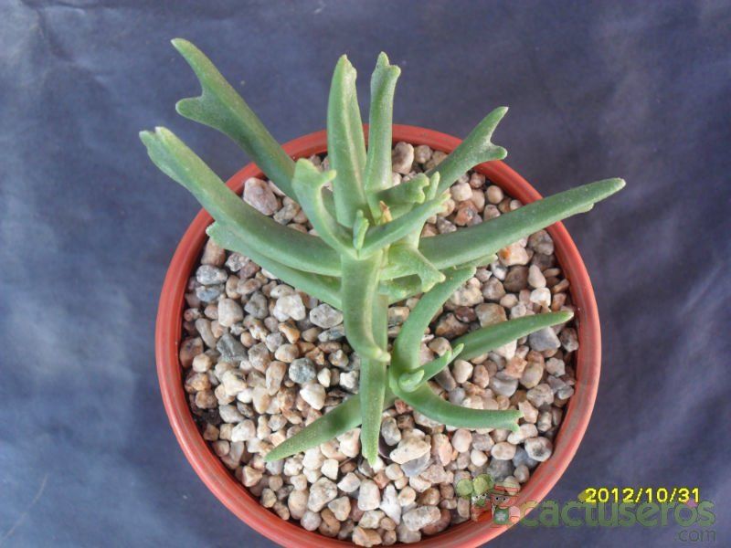 Una foto de Rhombophyllum dolabriforme