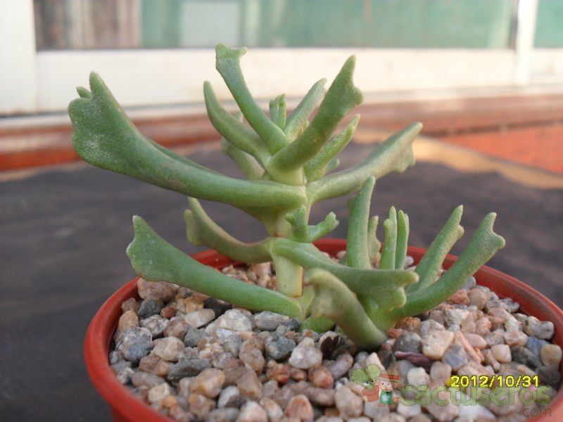 A photo of Rhombophyllum dolabriforme