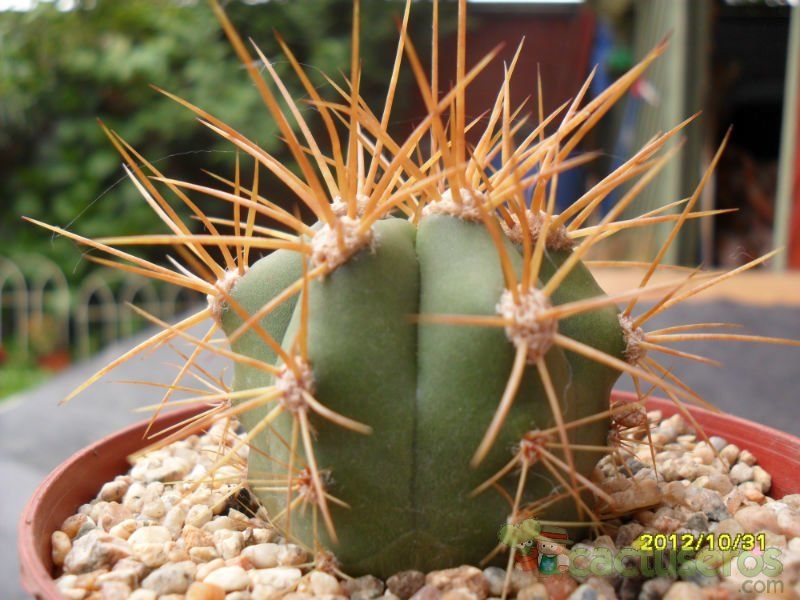Una foto de Echinopsis candicans