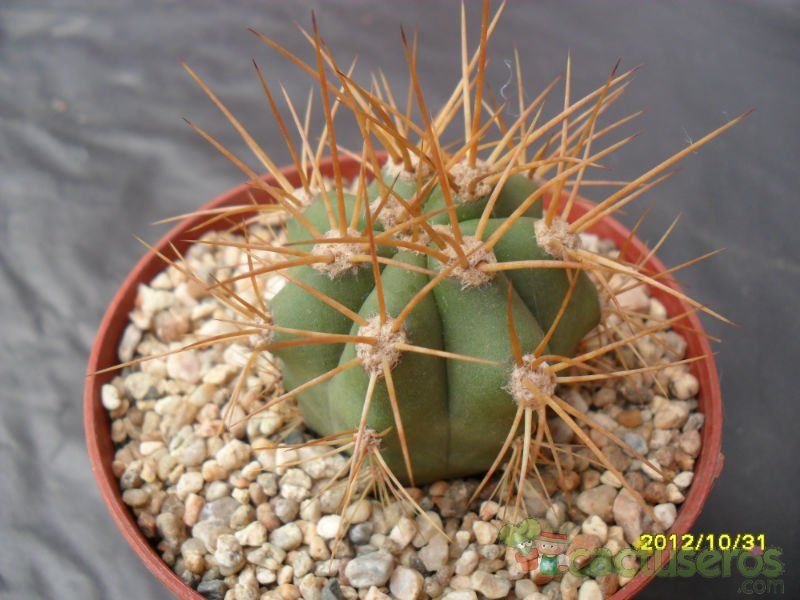 Una foto de Echinopsis candicans