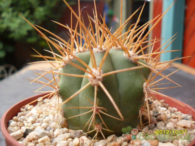 Una foto de Echinopsis candicans