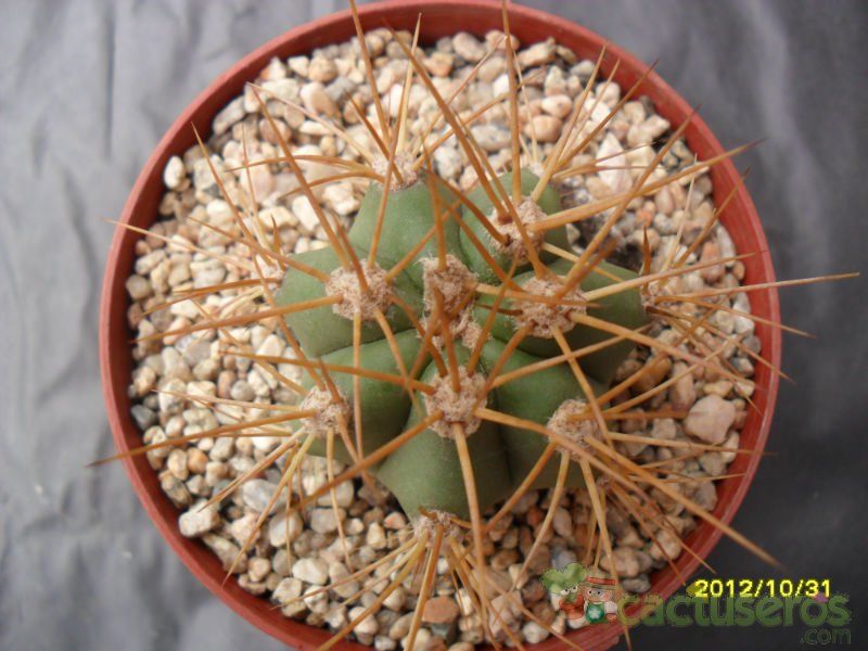 Una foto de Echinopsis candicans