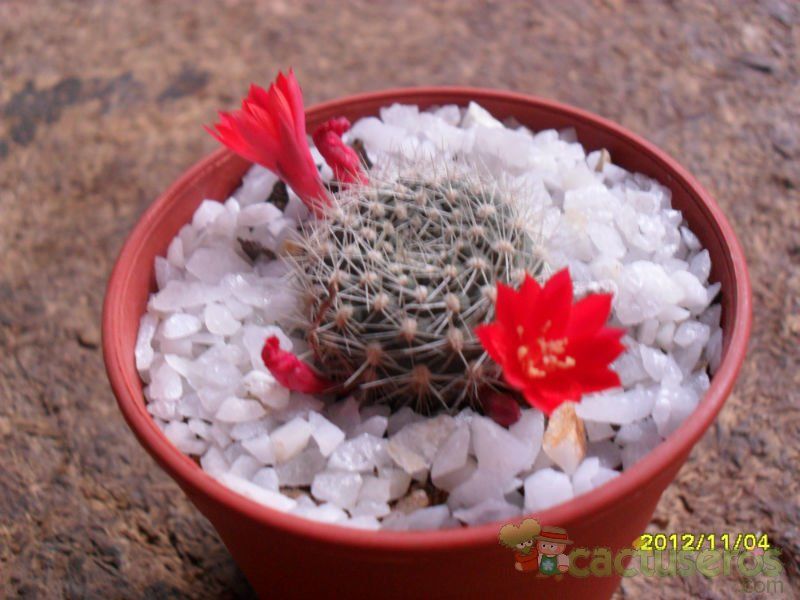 A photo of Rebutia minuscula var. wessneriana