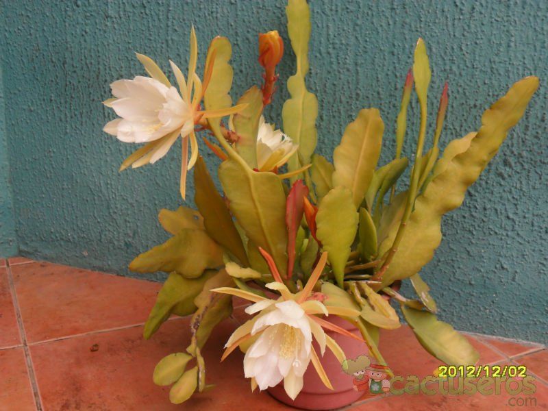 A photo of Epiphyllum laui