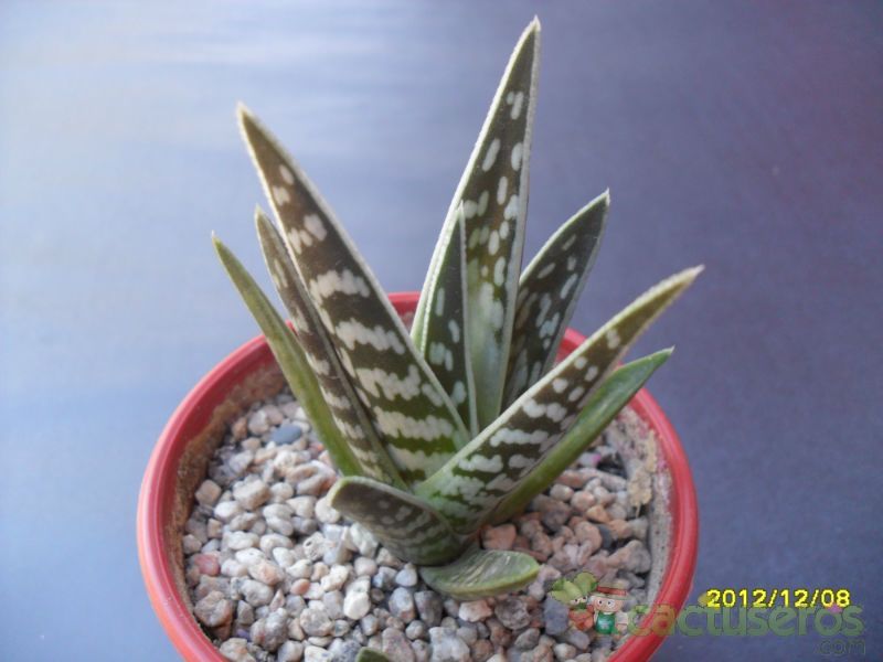 Una foto de Aloe variegata