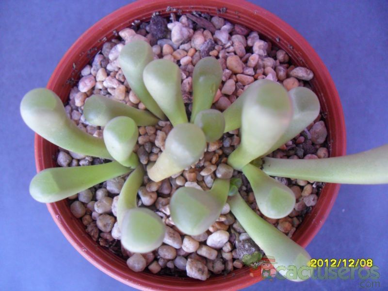 Una foto de Fenestraria rhopalophylla
