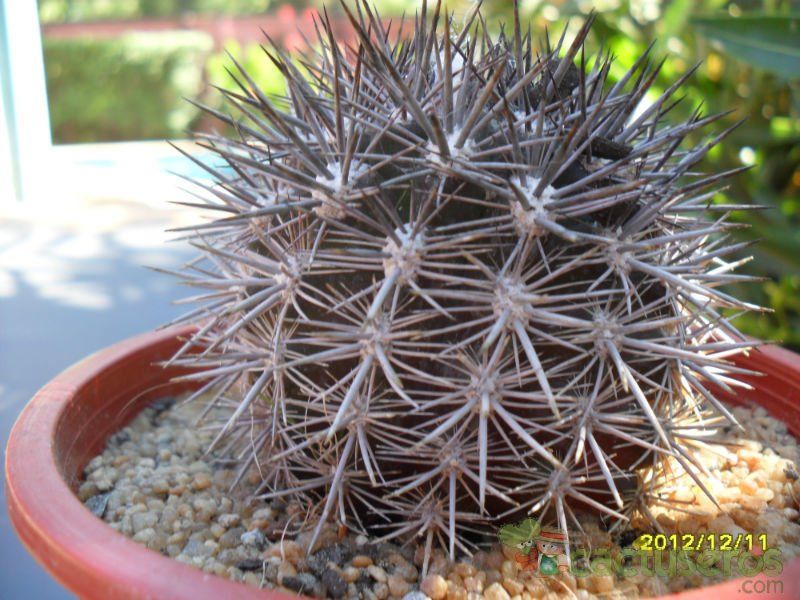 Una foto de Eriosyce subgibbosa ssp. nigrihorrida