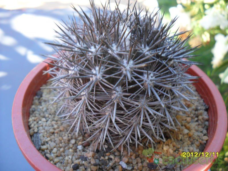 Una foto de Eriosyce subgibbosa ssp. nigrihorrida