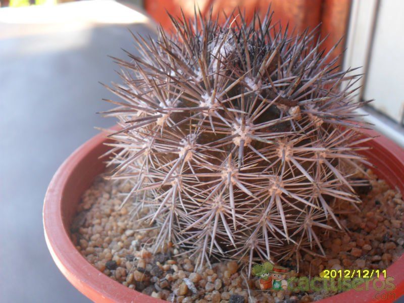 Una foto de Eriosyce subgibbosa ssp. nigrihorrida