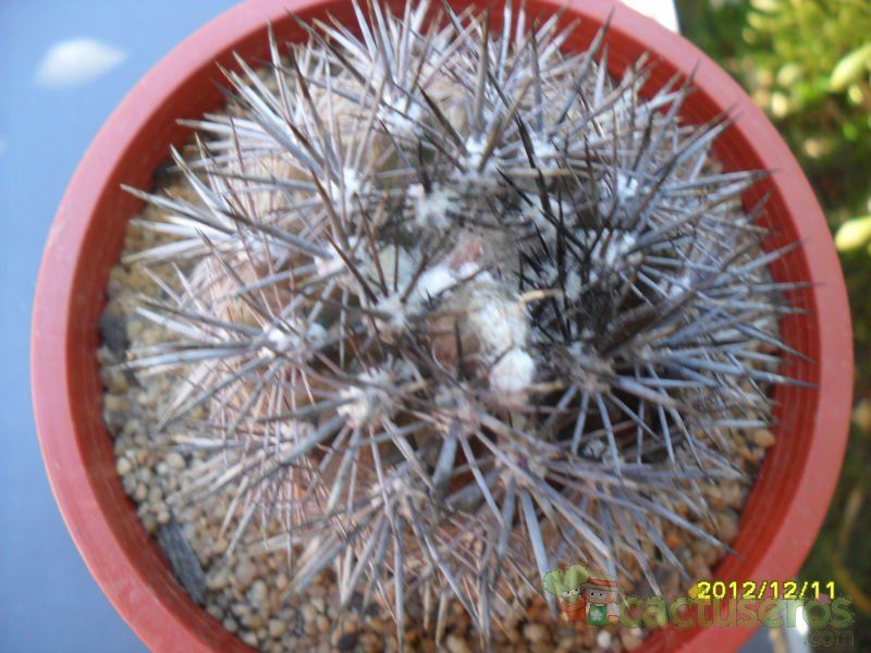 Una foto de Eriosyce subgibbosa ssp. nigrihorrida