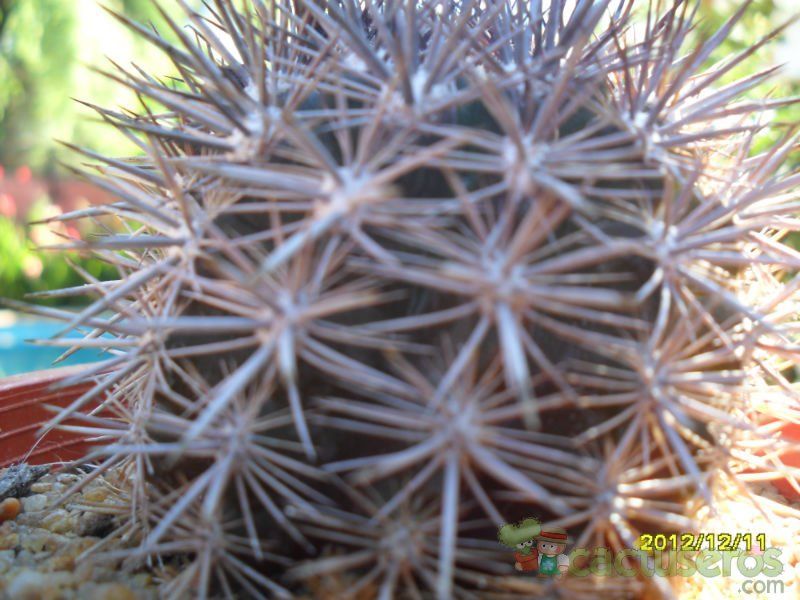 Una foto de Eriosyce subgibbosa ssp. nigrihorrida