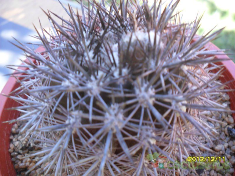 Una foto de Eriosyce subgibbosa ssp. nigrihorrida