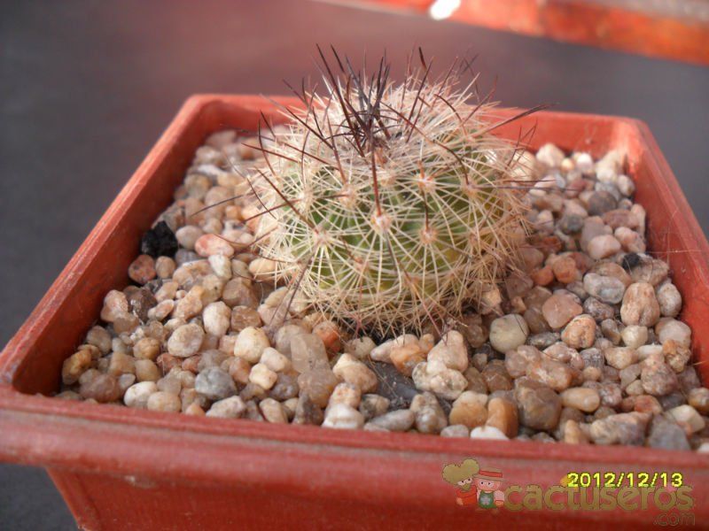 A photo of Escobaria vivipara