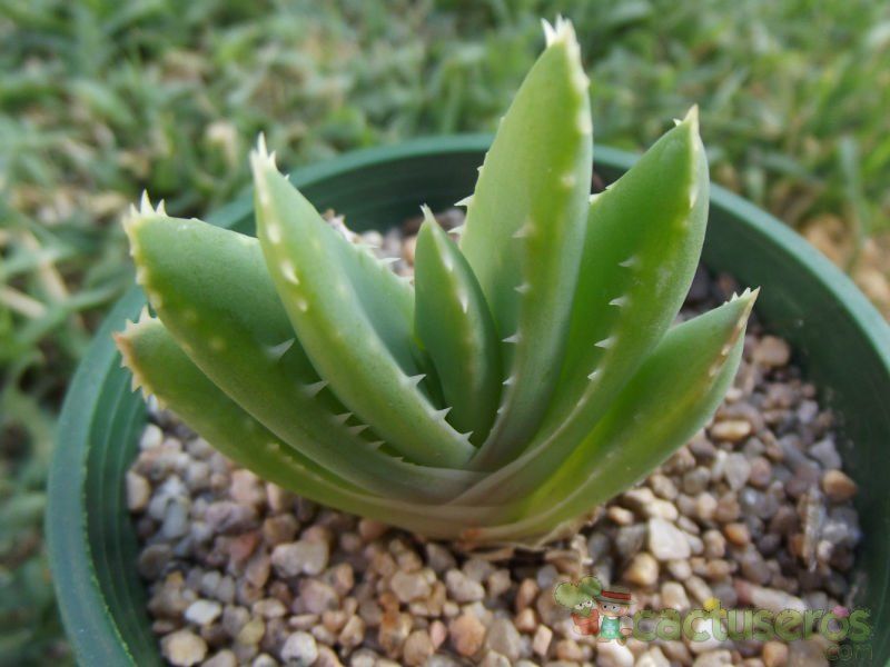 Una foto de Aloe perfoliata 