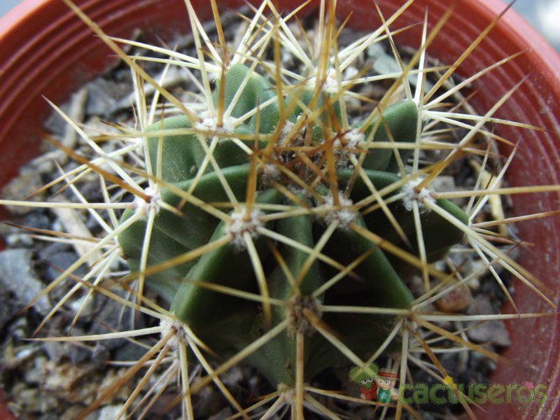 A photo of Melocactus andinus