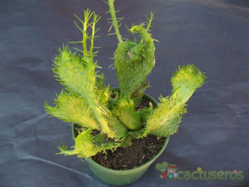 A photo of Euphorbia flanaganii fma. crestada