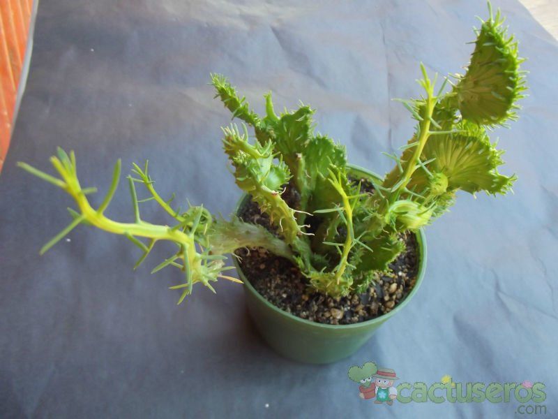A photo of Euphorbia flanaganii fma. crestada
