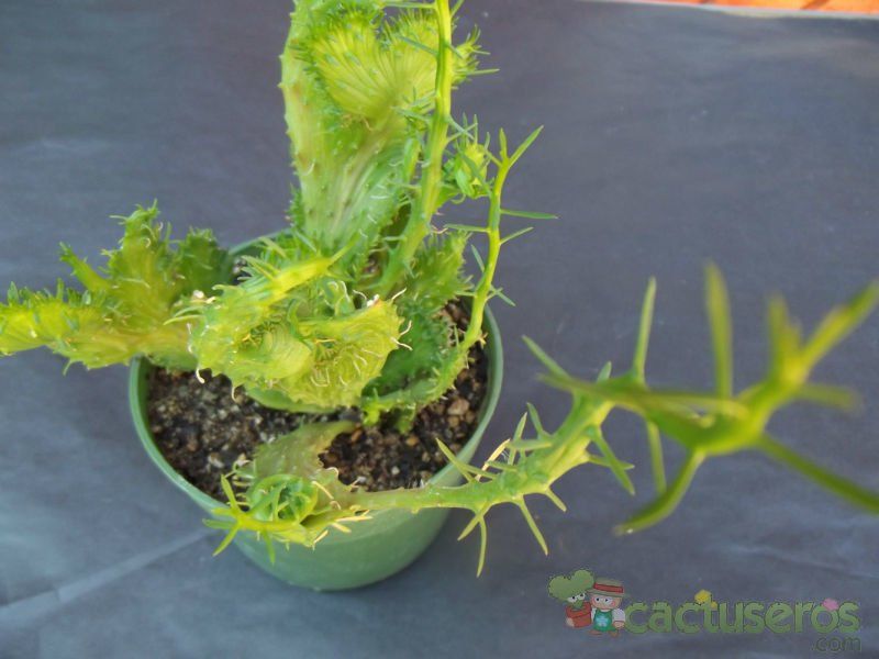 A photo of Euphorbia flanaganii fma. crestada