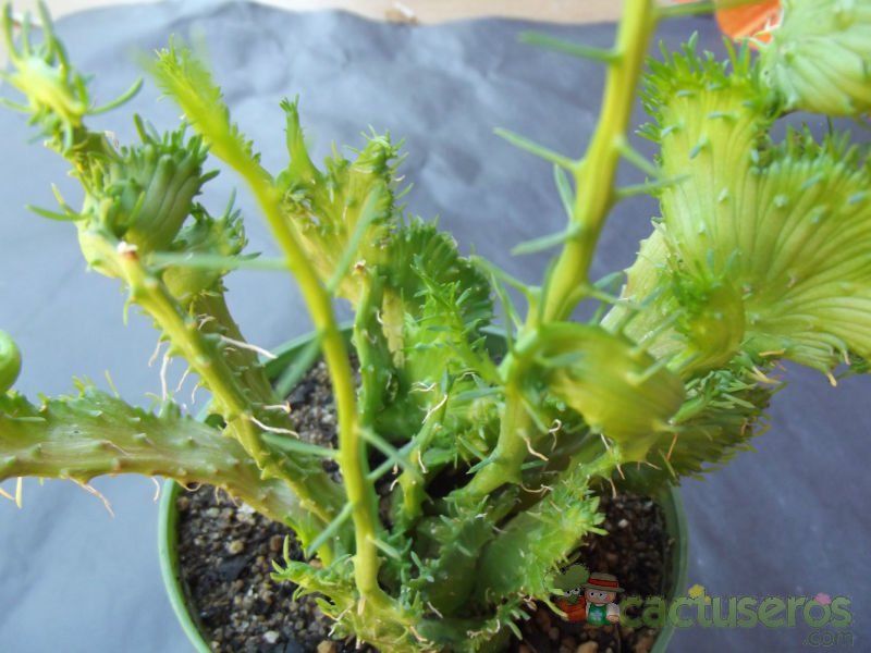 A photo of Euphorbia flanaganii fma. crestada