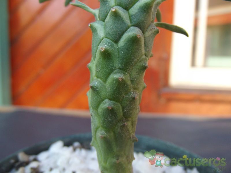 Una foto de Euphorbia bubalina