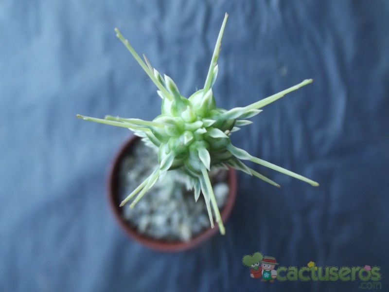 Una foto de Euphorbia mammillaris fma. variegada