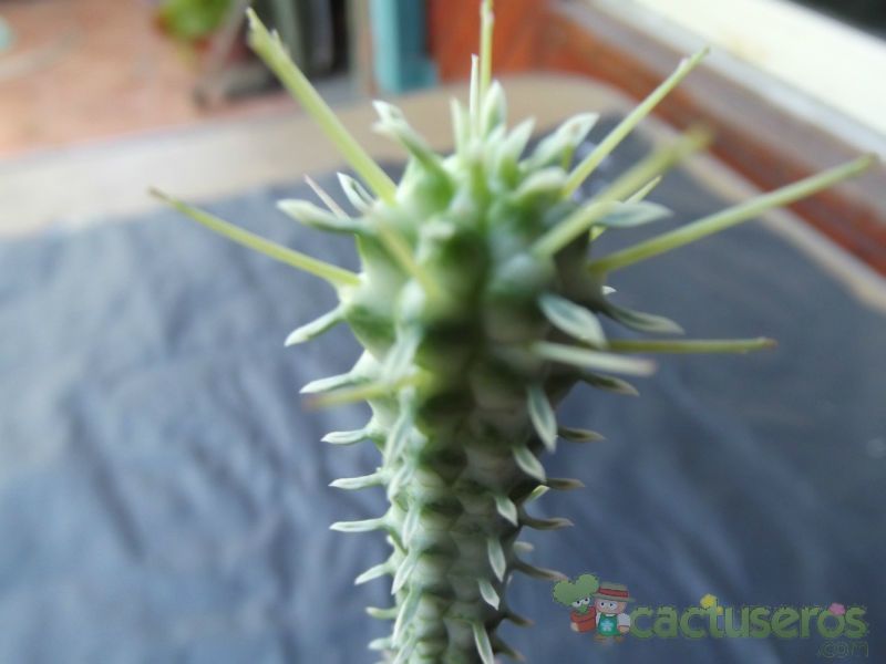 Una foto de Euphorbia mammillaris fma. variegada