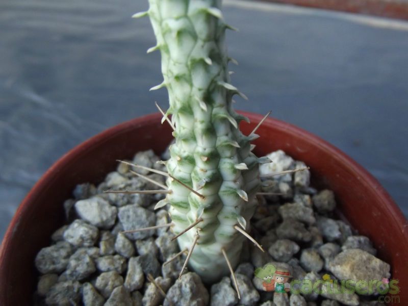Una foto de Euphorbia mammillaris fma. variegada
