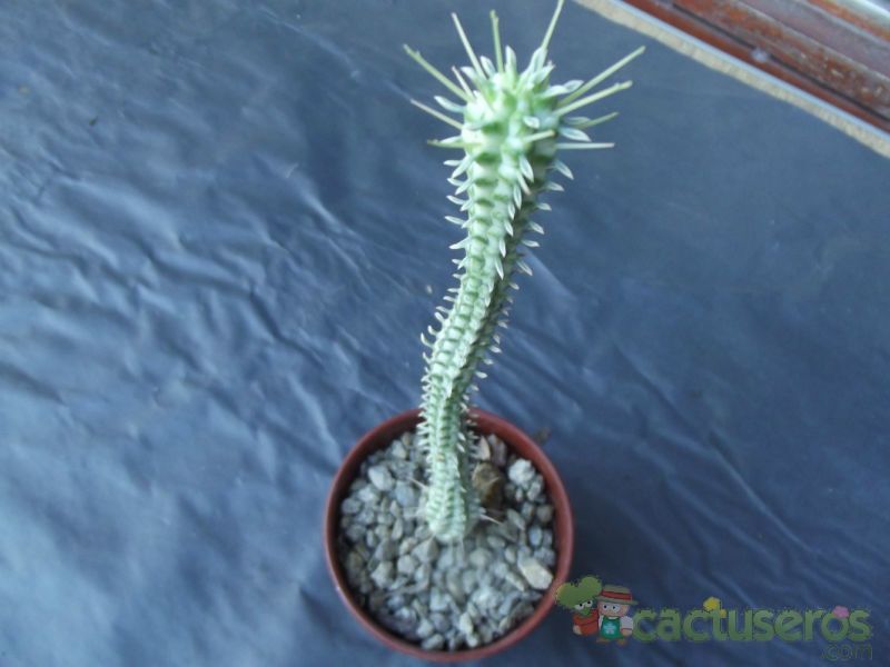 Una foto de Euphorbia mammillaris fma. variegada