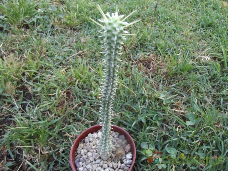 Una foto de Euphorbia mammillaris fma. variegada