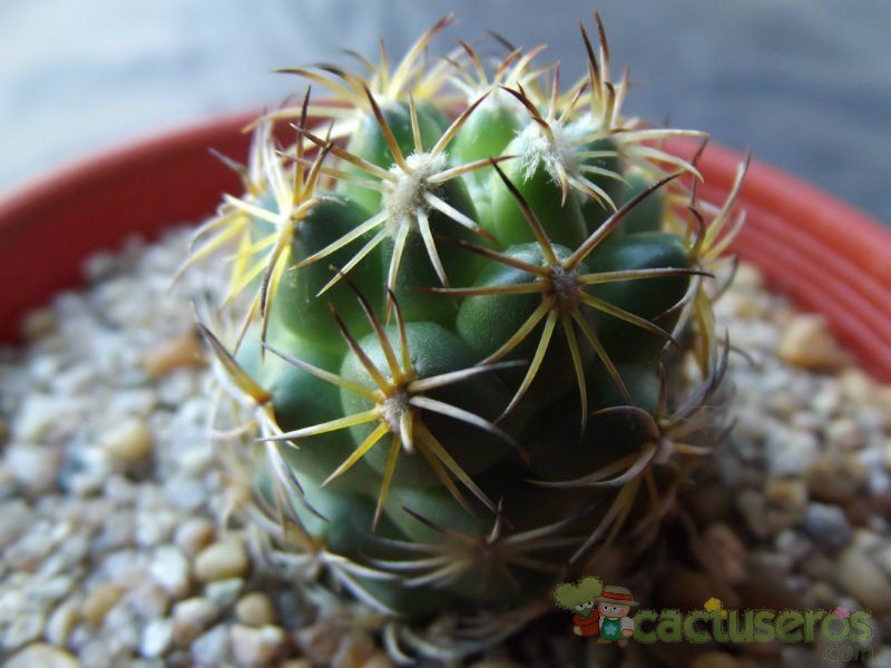 Una foto de Coryphantha retusa