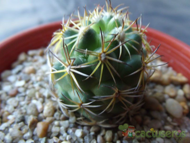 Una foto de Coryphantha retusa