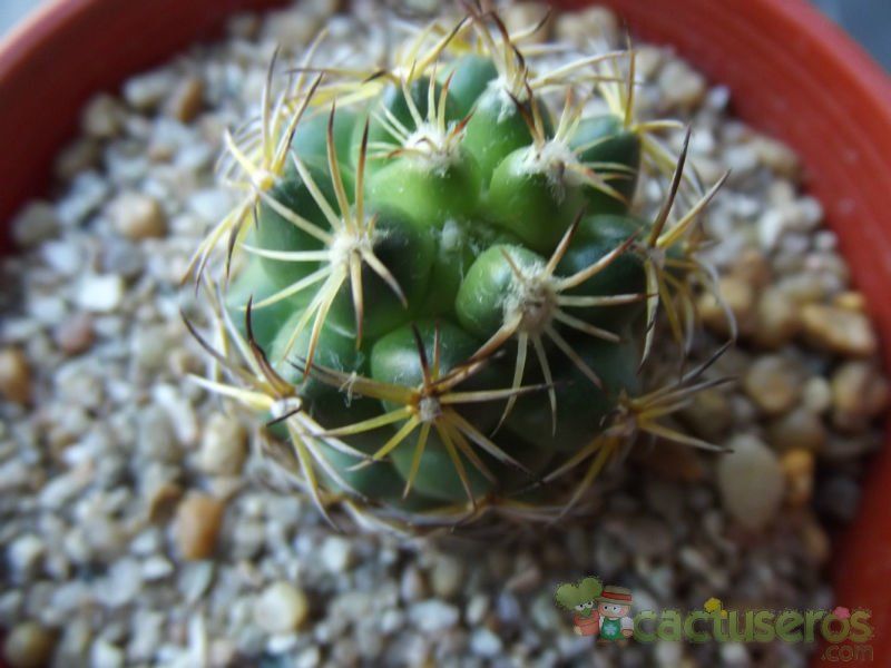 Una foto de Coryphantha retusa